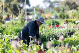 Gartenbauer in Mannheim bei Top 10 Mannheim, spezialisiert auf professionelle Gartenpflege und Lands.